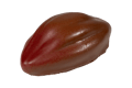 Fruct de cacao